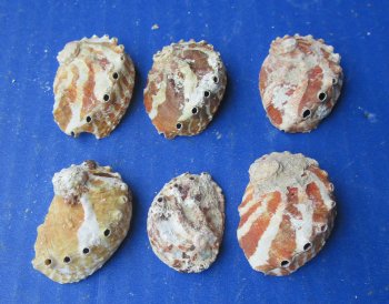 1" to 2-1/2" Natural Haliotis Ovino Abalone Shells (1 gallon)