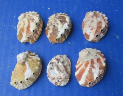 1" to 2-1/2" Natural Haliotis Ovino Abalone Shells (1 gallon)