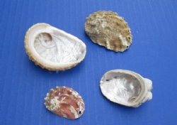Natural Haliotis Vulcanicus Abalone Shells Wholesale 1" to 2" - $12.00 a gallon; 8 or more @ $10.80 a gallon  