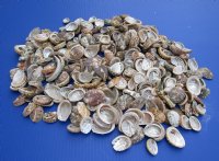 Natural Haliotis Vulcanicus Abalone Shells Wholesale 1" to 2" - $12.00 a gallon; 8 or more @ $10.80 a gallon  