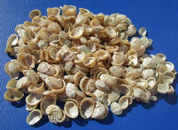 Wholesale Pearl Abalone Shells With Calcium, Haliotis ovina - 1 to 2-1/2 inches for shell crafts - $9.00/Gallon