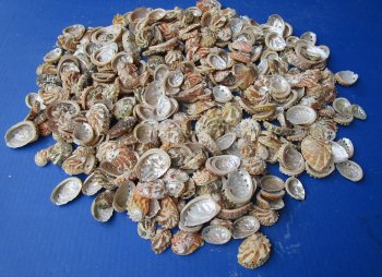 1" to 2-1/2" Natural Haliotis Ovino Abalone Shells (1 gallon)