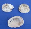 Wholesale 1 to 2-1/2 inches #2 Quality Haliotis Vulcanicus Abalone Shells covered with White Calcium Deposits - Pack of 1 Gallon @ $6.50 a gallon