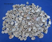 Wholesale 1 to 2-1/2 inches #2 Quality Haliotis Vulcanicus Abalone Shells  with White Calcium - $6.50 a gallon