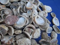 Wholesale 1 to 2-1/2 inches #2 Quality Haliotis Vulcanicus Abalone Shells  with White Calcium - $6.50 a gallon