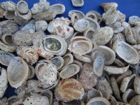 Wholesale 1 to 2-1/2 inches #2 Quality Haliotis Vulcanicus Abalone Shells  with White Calcium - $6.50 a gallon