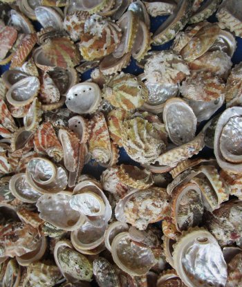 1" to 2-1/2" Natural Haliotis Ovino Abalone Shells (1 gallon)