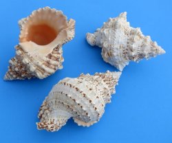 8 inches Wholesale Giant Frog Shells, Bursa Bubo - Case of 24 pcs @ $8.35 each