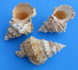 Wholesale 8 to 8-7/8 inches frog shells, bursa bubo, commercial grade - 2 pcs @ $9.25 each