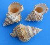 8 to 8-7/8 inches frog shells from Africa, bursa bubo, commercial grade - Min: 2 pcs @ $7.00 each; 8 or more @ $6.30 each 