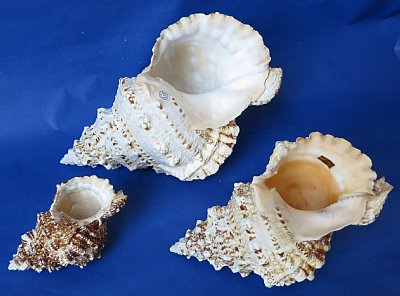 Frog Shells Wholesale and Hand Picked
