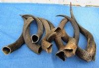 15 to 19 inches Wholesale Kudu Horns - $20.00 each; 6 pcs @ $18.00 each 
