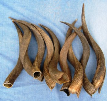 15 to 19 inches Wholesale Kudu Horns - $20.00 each; 6 pcs @ $18.00 each 