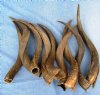 20 to 24 inches Wholesale Kudu Horns to make shofars, blowing horns and taxidermy crafts - Packed: 2 pcs @ $32.00 each; Packed: 5 pcs @ $28.00 each 