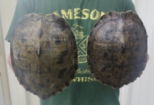 Empty Map Turtle Shells - Hand Picked
