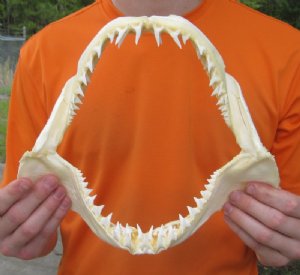 Shark Jaws -  Mako 10