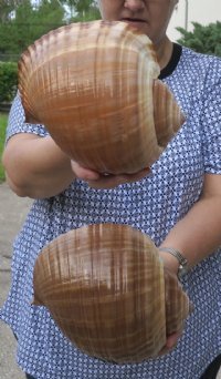 Giant Tun Shells Hand Picked