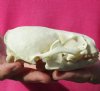 #2 Grade North American Otter Skull 4-1/4 x 3 inches - You are buying this one for $32.00