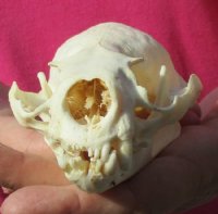 #2 Grade American Otter Skull 4-3/4 by 3-1/8 inches - You are buying this one for $32.00