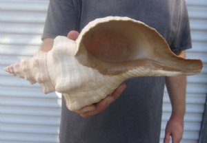 Horse Conch Shells Hand Picked 