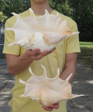 Giant Spider Shells Hand Picked 