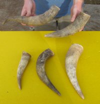 Cow Horns - Hand Selected