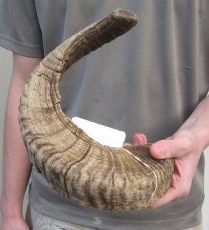 Discounted Sheep Horns #2 Grade Hand Picked Pricing
