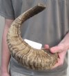 Discounted Sheep Horns #2 Grade Hand Picked Pricing
