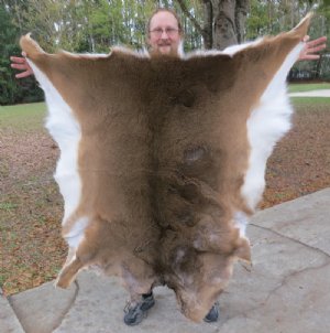 Scandinavian White-Tailed Deer Skins hand picked pricing