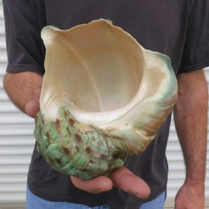 Turban Shells Hand Picked 