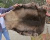 Case of 4 Grade B wholesale reindeer pelt/hide/skin without legs from Finland - Priced $80.00 each (You will receive one similar to the one pictured.) 