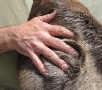 Reindeer Hide, Reindeer Skin Without Legs Grade B - (1 pc) 