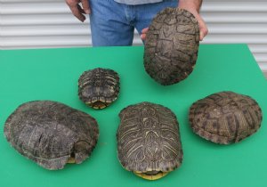 Discounted Turtle Shells