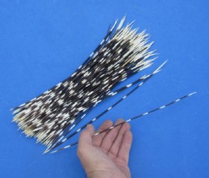 Thin Porcupine Quills