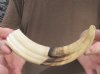 8-1/2 inch Warthog Tusk, Warthog Ivory from African Warthog .35 lb and 10% solid (You are buying the tusk in the photo) for $30