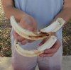 2 piece lot of 9 inch Warthog Tusks, Warthog Ivory from African Warthog .75 lb. (You are buying the tusk in the photo) for $80