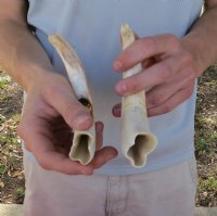 2 piece lot of 9 inch Warthog Tusks, Warthog Ivory from African Warthog .75 lb. (You are buying the tusk in the photo) for $80