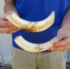 Two 8 inch Warthog Tusks, Warthog Ivory from African Warthog .70 lb for $70 (You are buying the tusks in the photo)