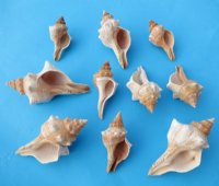 Wholesale Trapezium horse conch shells 2" - 4" - 350 pcs @ .50 each