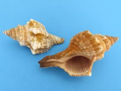 Wholesale Striped Fox Conch Seashells for crafts and hermit crabs and shell 3 to 4 inches - 350 pcs @ $.38 each