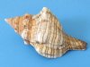 Wholesale Fox Shells for hermit crabs,  Trapezium Horse Conchs 4 to 5 inches Packed 10 @ .70 each; 
