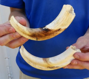 Two 8 inch Warthog Tusks, Warthog Ivory from African Warthog .65 lb for $70 