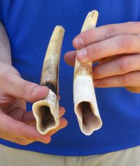 Two 8 inch Warthog Tusks, Warthog Ivory from African Warthog .65 lb for $70 