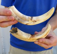Two 8 inch Warthog Tusks, Warthog Ivory from African Warthog .60 lb for $65 
