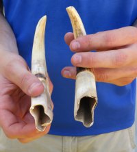 Two 8 inch Warthog Tusks, Warthog Ivory from African Warthog .60 lb for $65 
