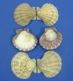 Wholesale brown lion's paw seashell pairs 5 inches to 6 inches - Packed: 2 pair @ $4.75 each; Packed: 12 pair @ $4.25 each