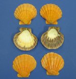 Wholesale single orange Lion's Paw shells 5 inch to 6  inch - Packed: 6 pcs @ $2.75 each; Packed: 30 pcs @ $2.45 each