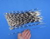 11 to 15 inch thin African Porcupine Quills, 100 piece lot  - You are buying the 100 quills pictured for .70¢ each