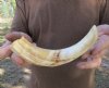9 inch Warthog Tusk, Warthog Ivory from African Warthog .40 lb and 20% solid (You are buying the tusk in the photo) for $40