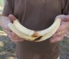9 inch Warthog Tusk, Warthog Ivory from African Warthog .50 lb and 20% solid (You are buying the tusk in the photo) for $45